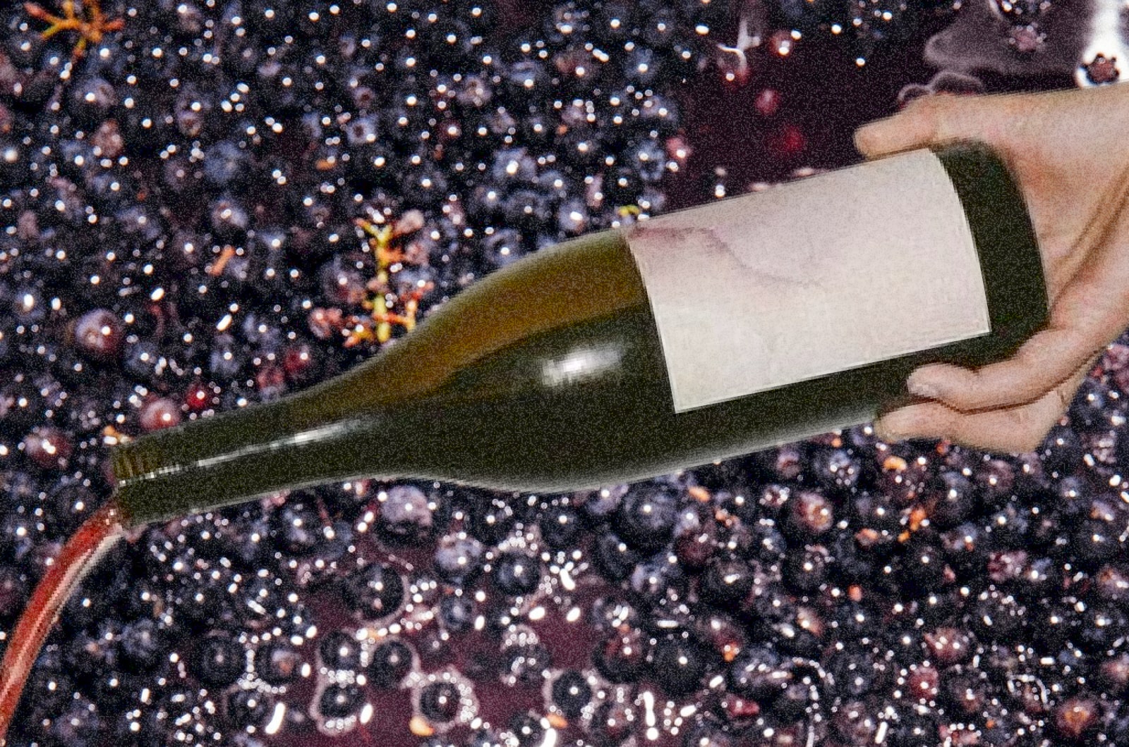 French Grapes: A Guide to the Characters in Your Glass